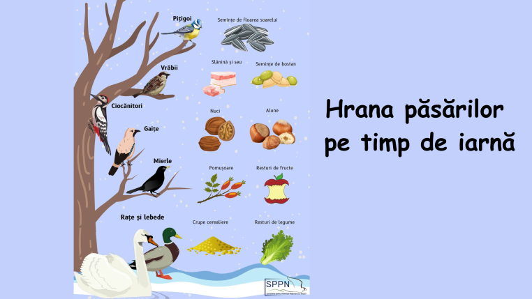 Hrana păsărilor pe timp de iarnă